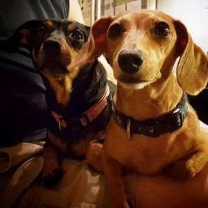 Meet your Posher, Joe